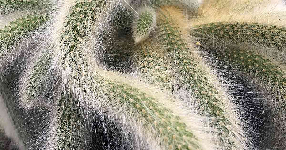 Monkey Tail Cactus Cleistocactus Colademononis Nurseries Online USA