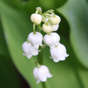 SPRING IN THE GARDEN: Lily of the valley is steeped in history and