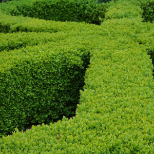 Buxus Or 'boxwood' Varieties 