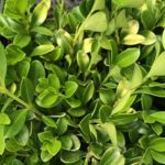 Buxus microphylla var japonica - Japanese Box - Littleleaf Box ...