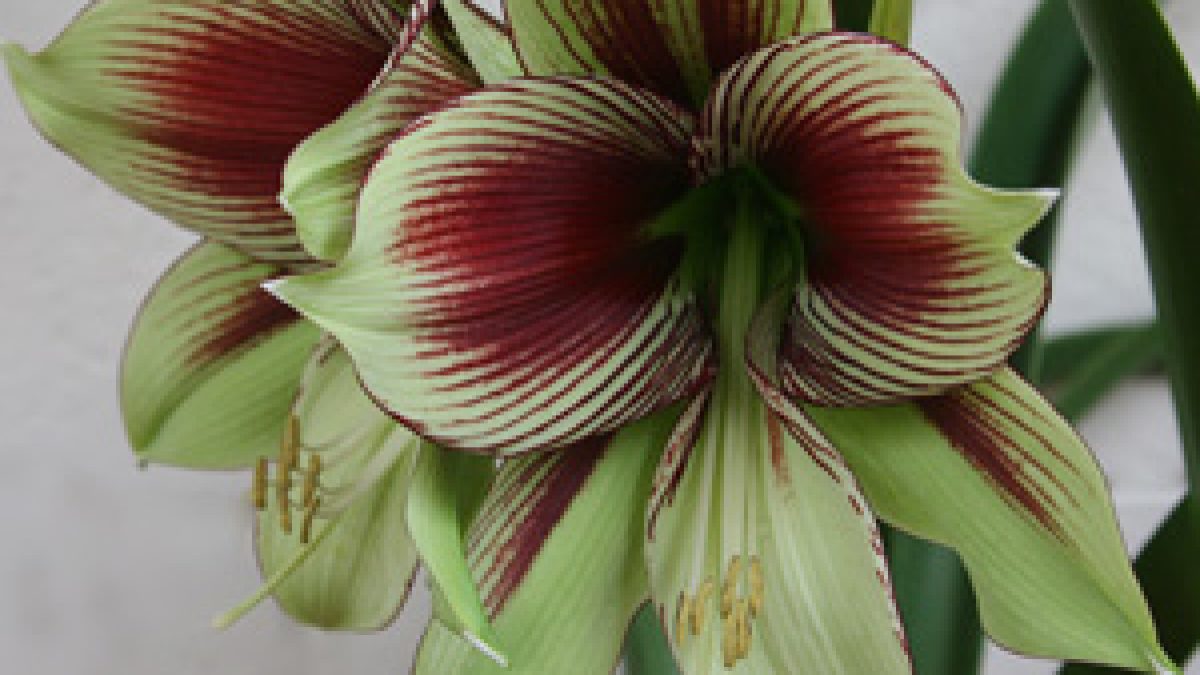 Hippeastrum Papilio Butterfly Amaryllis Nurseriesonline Usa