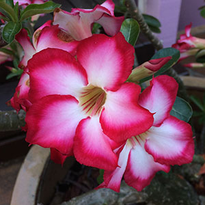 Adenium obesum (Desert Rose) | NurseriesOnline USA