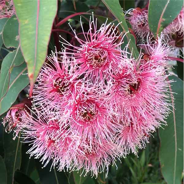 Corymbia Ficifolia - The Red flowering gum