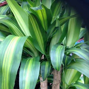 Dracaena fragrans Massangeana - The Happy Plant | Nurseries Online USA