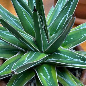 Agave queen victoria-reginae variegata | Nurseries Online