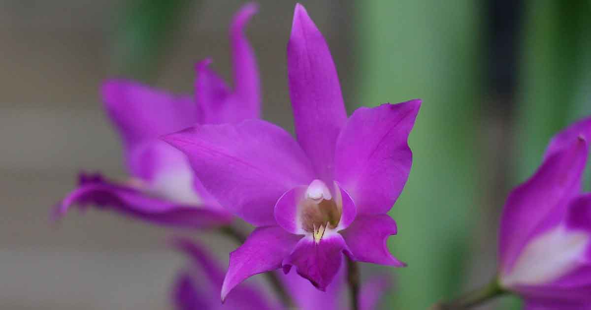 Laelia Orchids - The Star Orchid | Nurseries Online USA