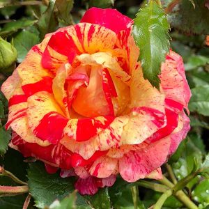 Multicolour Roses | Nurseries Online USA