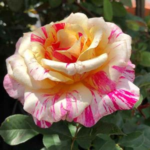 Multicolour Roses | Nurseries Online USA