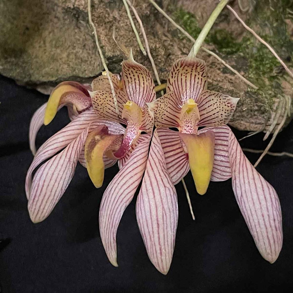 Bulbophyllum bicolor - Care and Culture | Nurseries Online