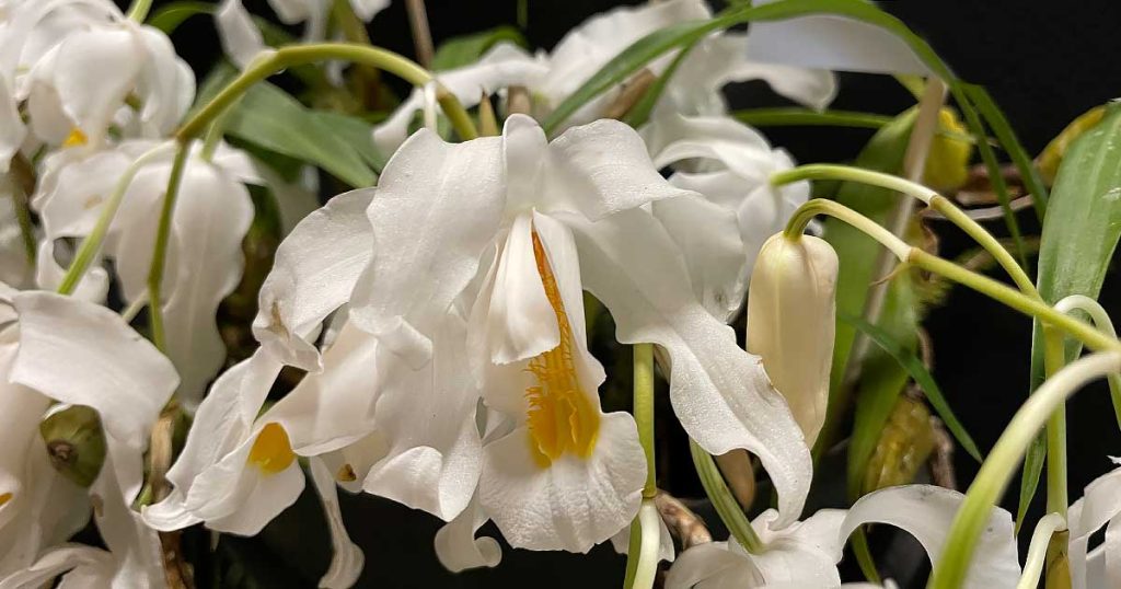 How To Grow Coelogyne Cristata Nurseries Online Usa