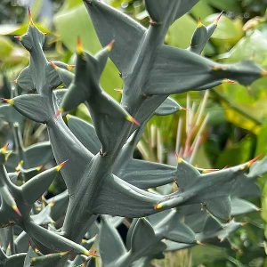 Colletia paradoxa - The Anchor Plant | Nurseries Online USA