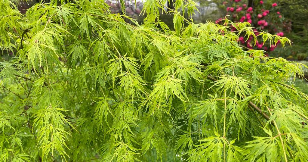 When Is The Best Time To Fertilize Japanese Maple Trees