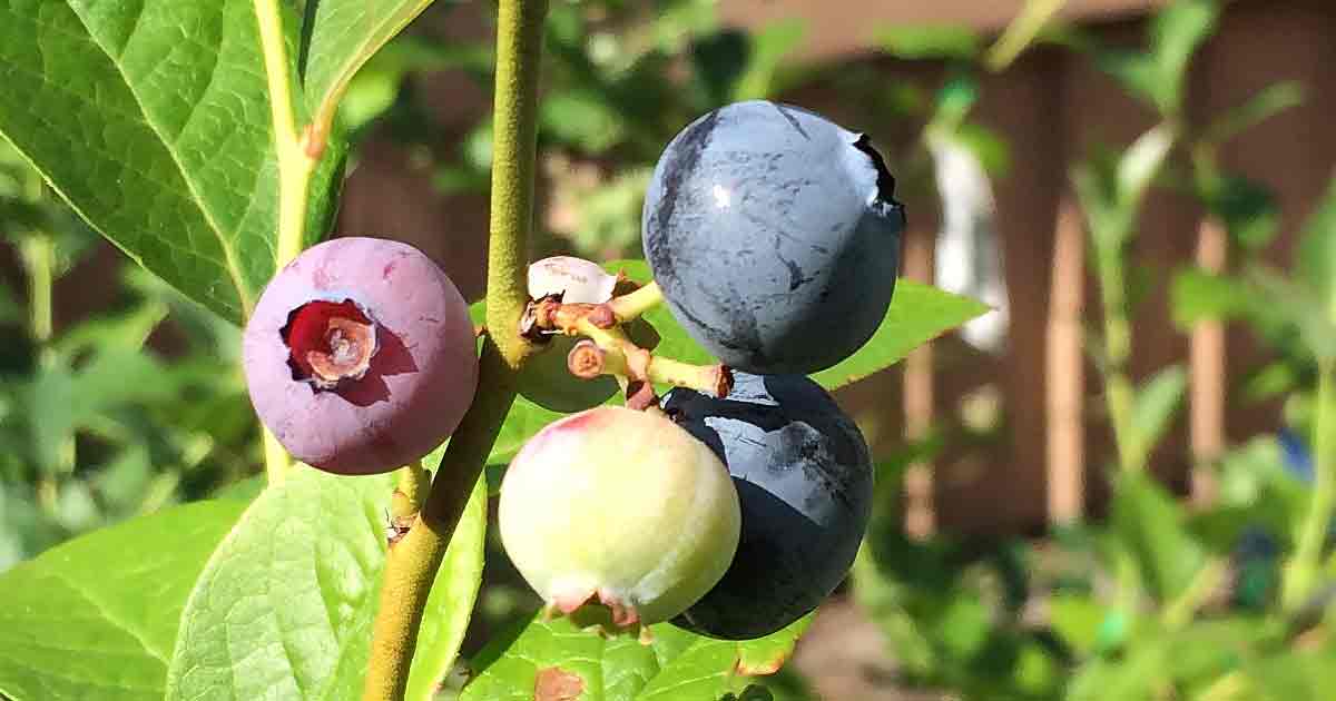 Blueberry Plants Varieties and Care Nurseries Online USA