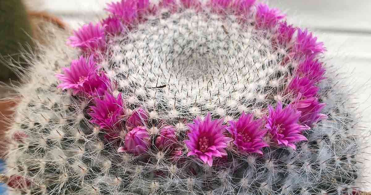 Mammillaria hahniana woodsii - Care | Nurseries Online USA