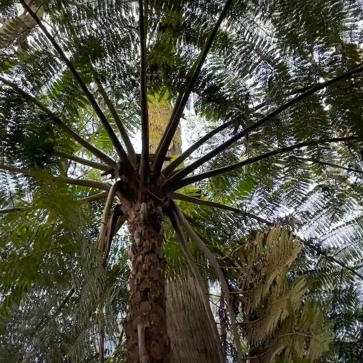 How to Grow the Australian Tree Fern - Cyathea cooperi