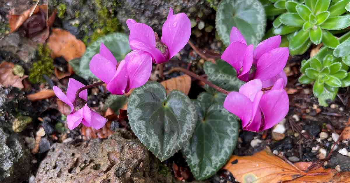 Cyclamen purpurascens - a summer flowering Cyclamen.