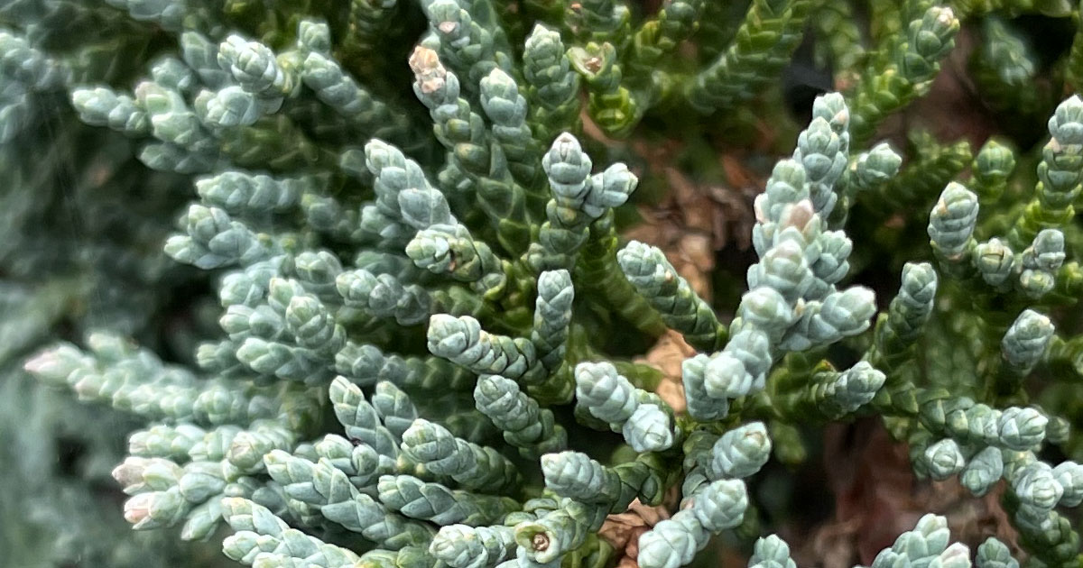 Juniperus Horizontalis The Creeping Juniper - Varieties And Uses